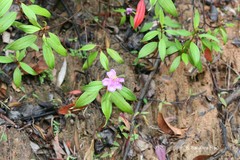 Melastoma malabathricum